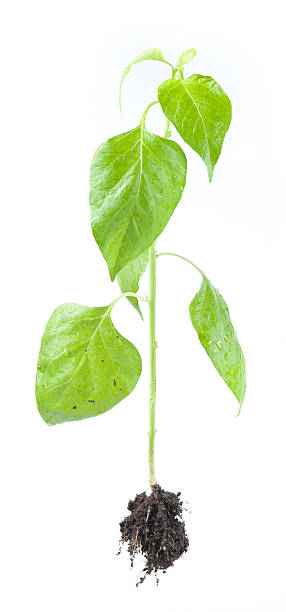 istock whole coffee arabica plant with leaves, 512058111