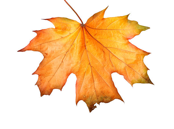 istock Autumn maple branch with leaves isolated on a white background 512058395