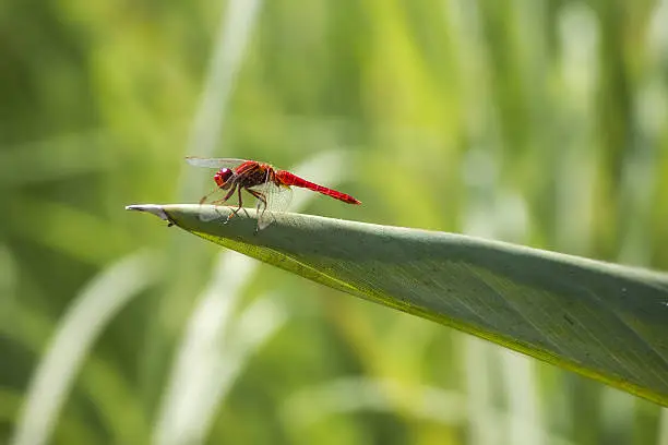 Photo of The Red-veined darter (Sympetrum fonscolombii)