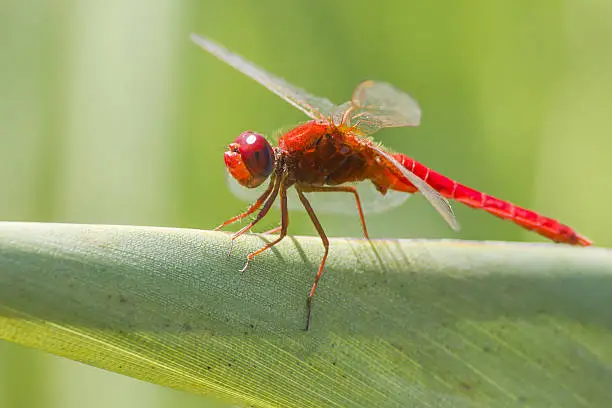Photo of The Red-veined darter (Sympetrum fonscolombii)