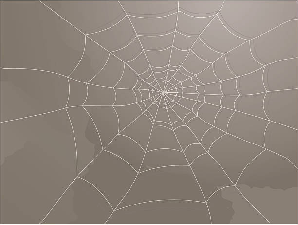 Spider vector art illustration