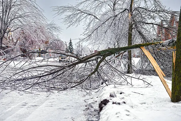 Street blocked by fallen tree branches caused by ice storm