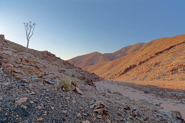 solitario aloe dichotoma en richtersveld - richtersveld national park fotografías e imágenes de stock