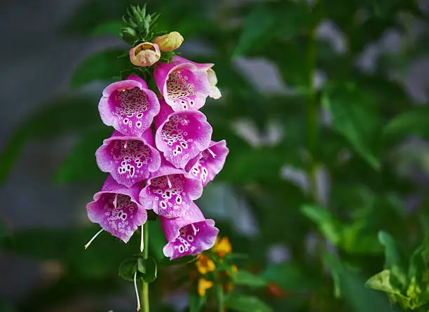 Cowlflap (Digitalis purpurea) on green background