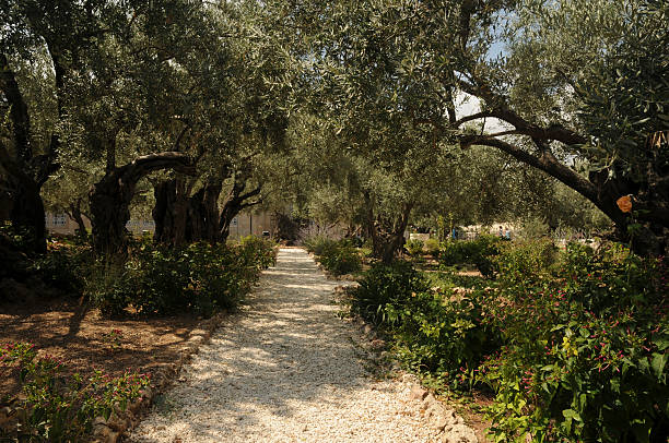 The Garden of Gethsemane Jerusalem Garden of Gethsemane garden of gethsemane stock pictures, royalty-free photos & images