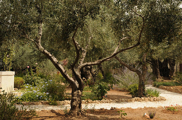 le jardin de gethsémani - lamentation stock-fotos und bilder