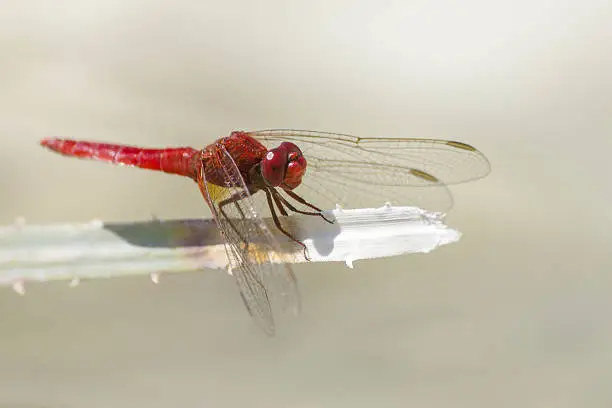 Photo of The Red-veined darter (Sympetrum fonscolombii)