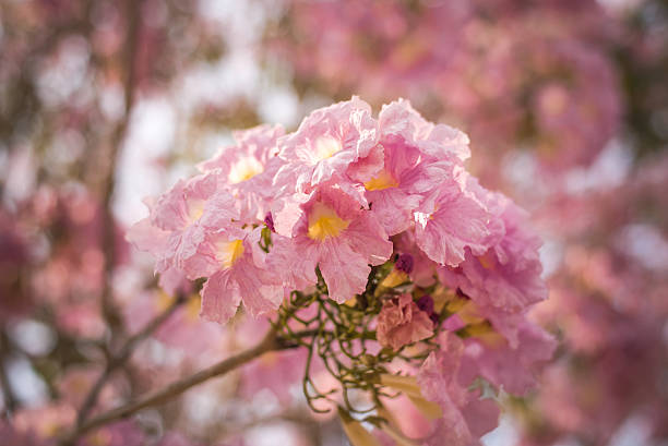 istock Spring Pink Blossoms ,Pink flowers close up 512060498