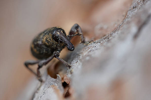 Pine weevil closeup Pine Weevil close up on bark pine weevil hylobius abietis stock pictures, royalty-free photos & images