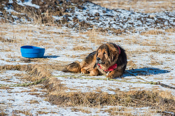 Brown cute happy dog portrait outdoor in sunny day. Golden retriever Mixed-Breed Dog. This file is cleaned and retouched.