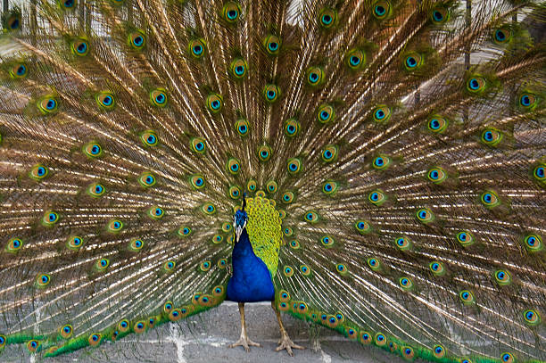 istock Museo Dolores Olmedo peacock tail DF Mexico city 512062357