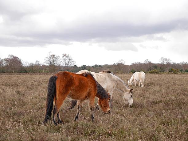 istock group of wild horses new forest national park 512080749