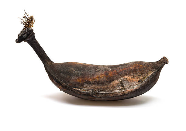 black overripe banana on a white background