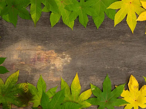 Frame of leaves on wooden background