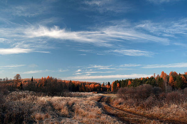 taiga no sibiria irkutsk região, rússia. - sibiria imagens e fotografias de stock