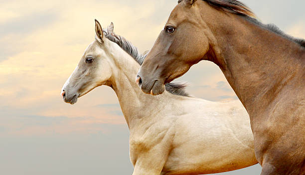 istock purebred horses closeup in sunset 512083729