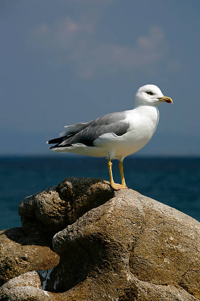 Gabbiano nella roccia - foto stock