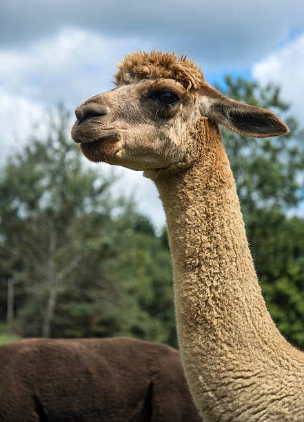 istock Brown Alpaca Llama Headshot Against Blue Summer Sky 512086361