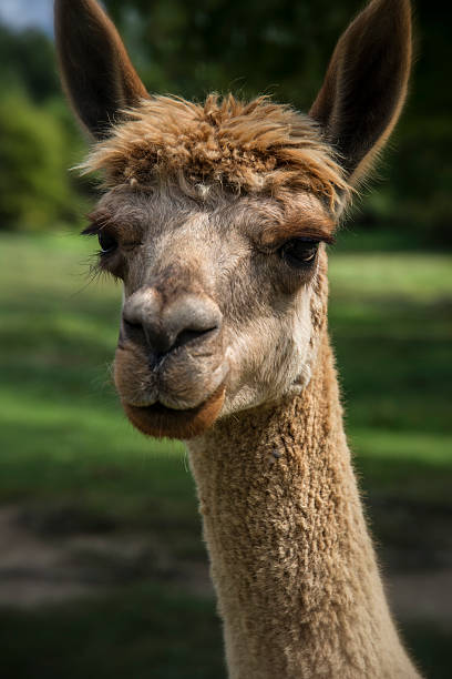 istock Funny Brown Alpaca Llama Macro Headshot 512086367