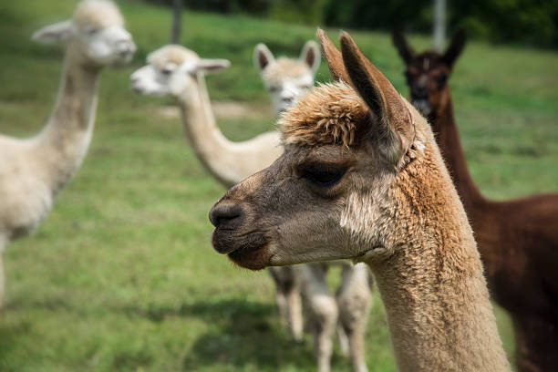 istock Grouping Of Alpacas Llamas In Green Grass Summer 512086369