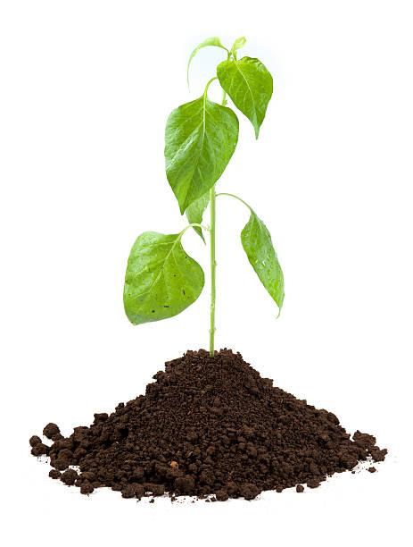 istock new sprout and dirt isolated on white 512086969