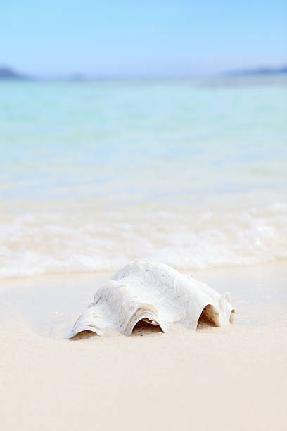Beautiful oyster on the beach, Malcapuya Island, Philippines