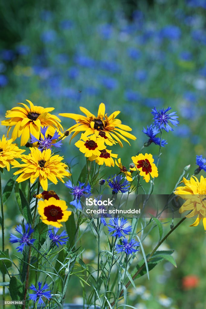 Foto de Flores Coreopse E Cravodedefunto e mais fotos de stock de Alto  contraste - Alto contraste, Amarelo, Azul - iStock