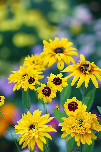 istock Marigold, tickseed and heliopsis helianthoides 512094126