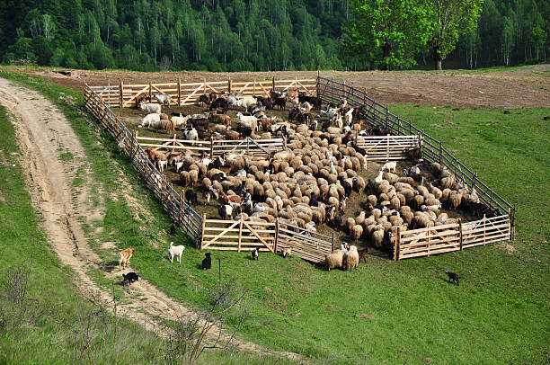 istock Flock of sheep in the spring 512099420