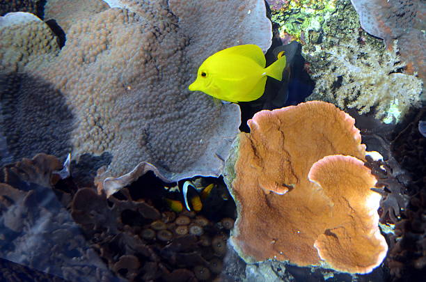 imagen submarina de peces tropicales amarillo - indian ocean flash fotografías e imágenes de stock