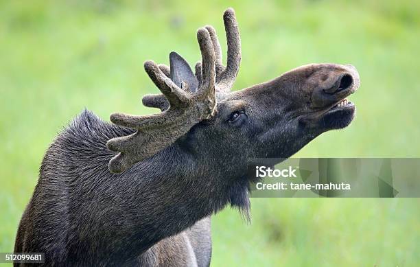 Portrait Of A Roaring Moose Bull Stock Photo - Download Image Now - Moose, Norway, Forest