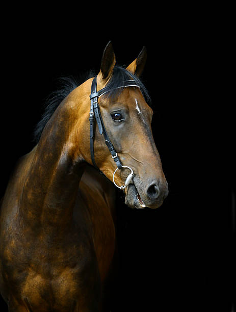 istock akhal-teke horse on black 512099699