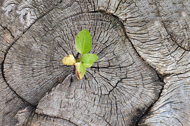 istock The dried bark of dead trees 512099804