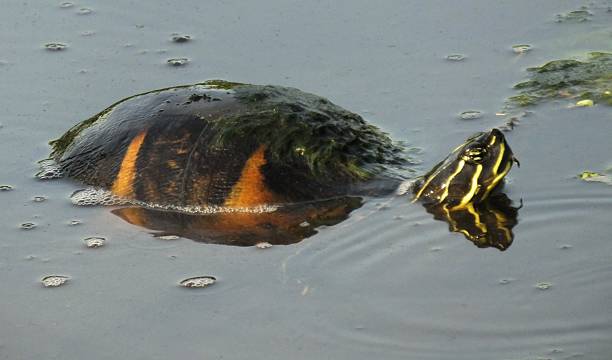 istock Florida Red-bellied Cooter (Pseudemys nelsoni) 512099833