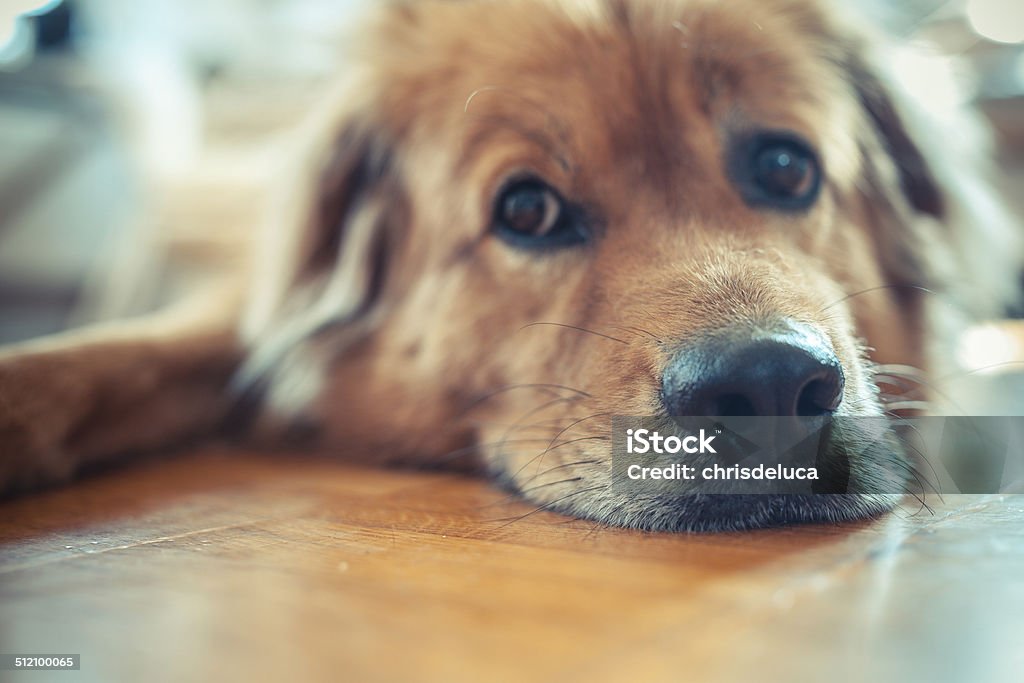 Tired Leo Lazy and cute Animal Stock Photo