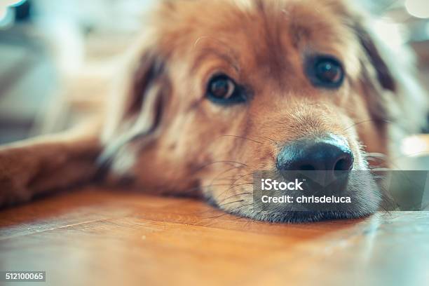 Tired Leo Stock Photo - Download Image Now - Animal, Chow - Dog, Cute