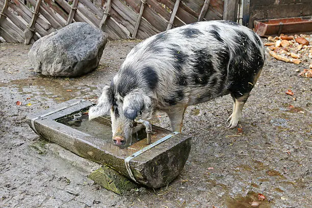 The Turopolje Pig (Turopolje Schwein), European white sow pig with black spots drinking water from a wooden trough