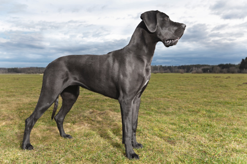 Great Dane of blue color poses on a meadow.