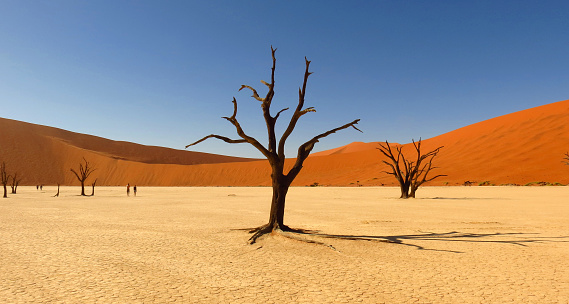 Deadvlei and the sand dunes of Namibia.