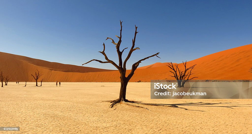 Deadvlei, Sossusvlei At 700 years old, these former Acacia trees are not the only remnants left in Deadvlei. As you're coming into Deadvlei, look to the right, there are a number of still green living Acacia trees growing at a lower elevation. In some of them, eagle owls are breeding on a regular basis. Please don't disturb them. Desert Area Stock Photo