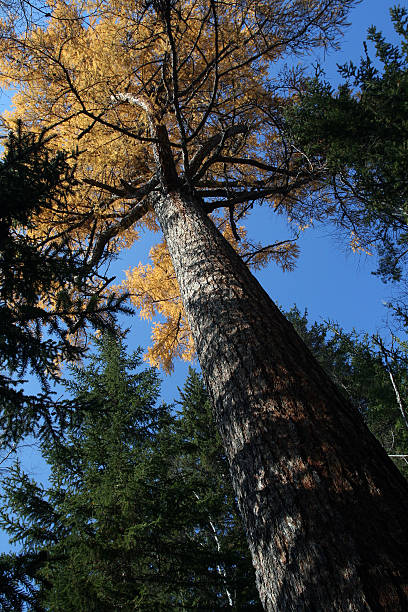 larice siberiana in autunno nella taiga.  sibiria, russia - sibiria foto e immagini stock