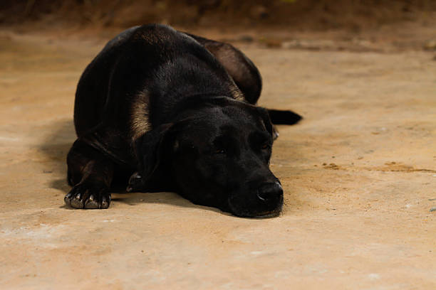 istock Little black puppy sleeping and dreaming 512103297