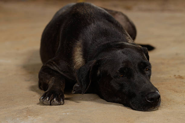 istock Little black puppy sleeping and dreaming 512103299