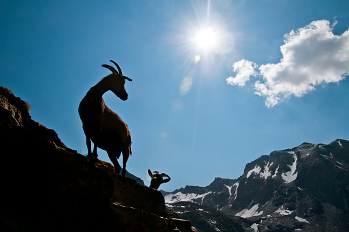 Goats in montain, with backlight