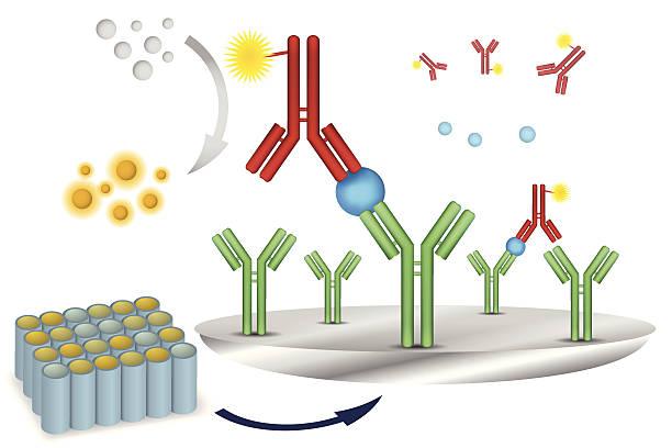 ELISA immuno assay reaction scheme ELISA immuno assay reaction scheme vector illustration antigen stock illustrations