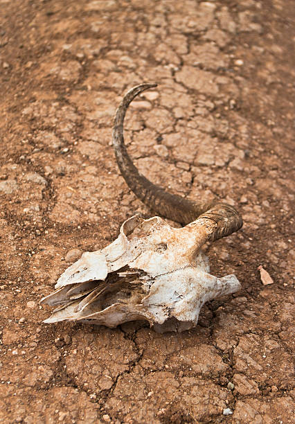 istock goat skull on dirt road 512103931