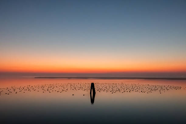 istock Birds roosting as dawn breaks on Venetian Lagoon 512104062