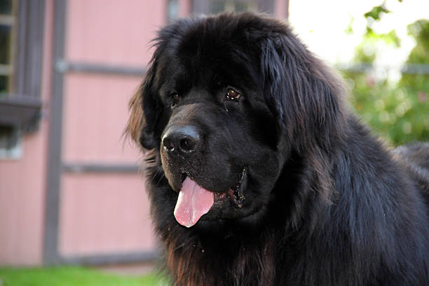 Canada: Newfoundland Dog A 1 year old Newfoundland dog (Canis lupus familiaris), a working breed that is renowned for its size and temperament. This one is the more common black Newfoundland, but they also come in white and black (Landseer).  It is one of four breeds that are indigenous to Canada. newfoundland dog photos stock pictures, royalty-free photos & images