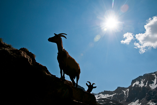 Goat's herd in mountain - Tirol in Austria, near Grossglockner.