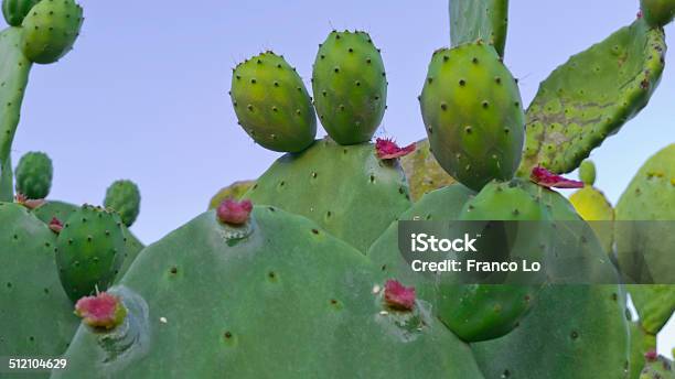 Foto de Unripe Frutas e mais fotos de stock de Agricultura - Agricultura, Biologia, Cacto Nopal